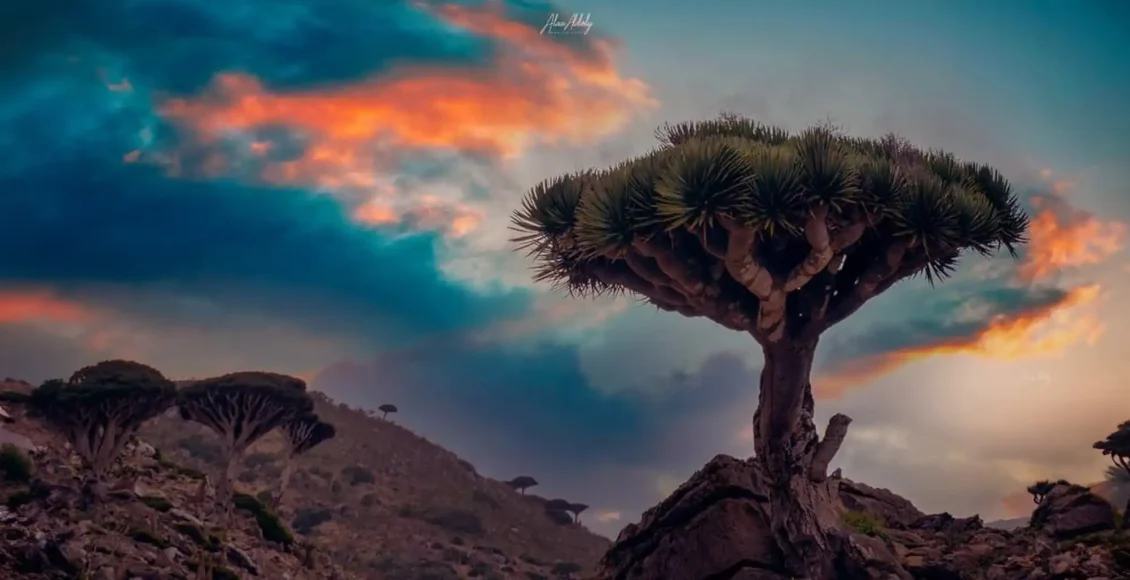 سقطرى – صورة علاء الدولي